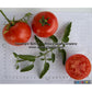 'Heinz VF' tomatoes.