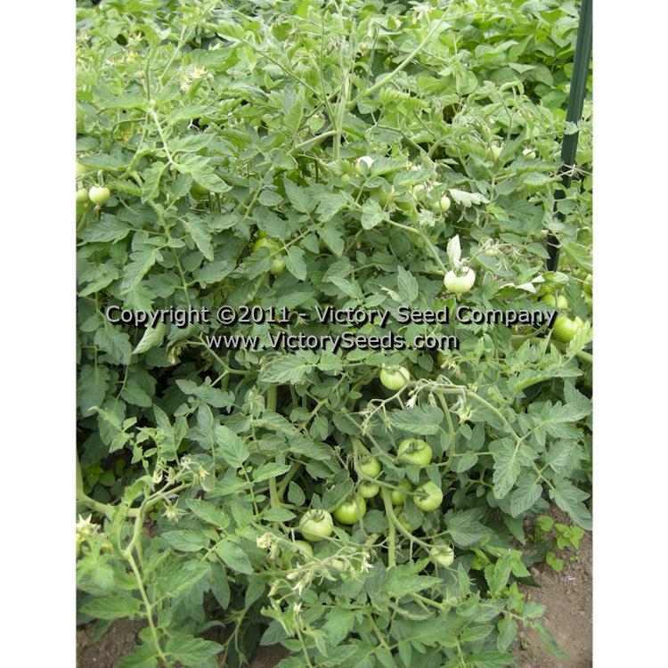 'Heinz VF' tomato plant.