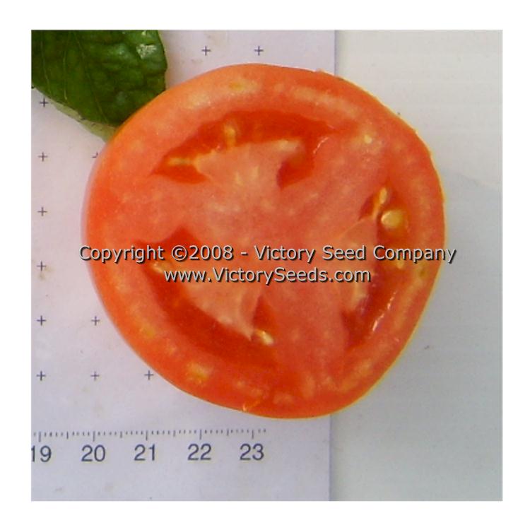 The inside of a 'Homestead 24' tomato.