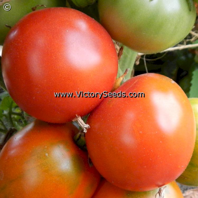 'Iditarod Red' tomato.