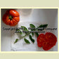 'Improved Colossal Red' tomatoes.
