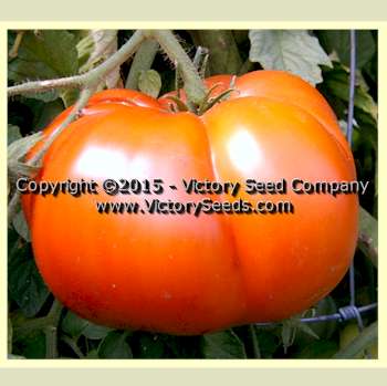'Improved Colossal Red' tomatoes.