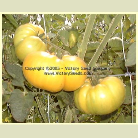 'Improved Colossal Yellow' tomatoes.