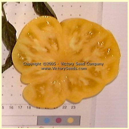 'Improved Colossal Yellow' tomato slice.