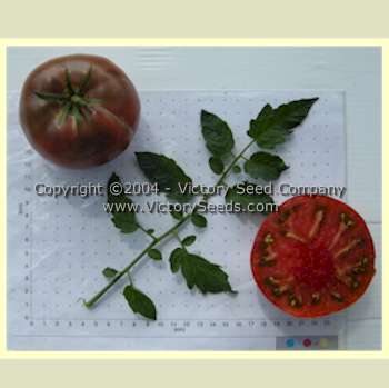 'Indian Stripe' tomatoes.