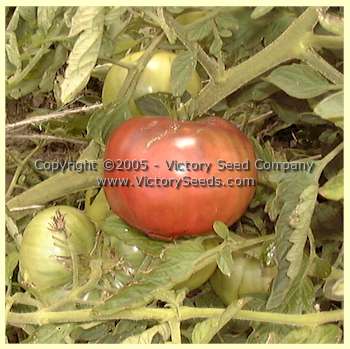 'Indian Stripe' tomato.