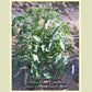 'Indian Stripe' tomato plant.