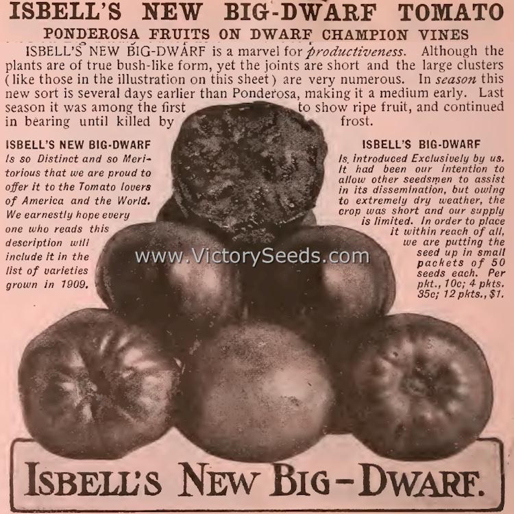 'New Big Dwarf' tomato from Isbell's 1909 catalog.