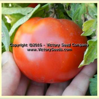 Isbell's 'New Phenomenal' tomatoes.