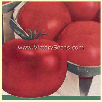 Isbell's 'New Phenomenal' tomato from Isbell's 1933 seed annual.