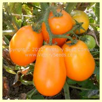 A cluster of 'Italian Gold' paste tomatoes on the plant.