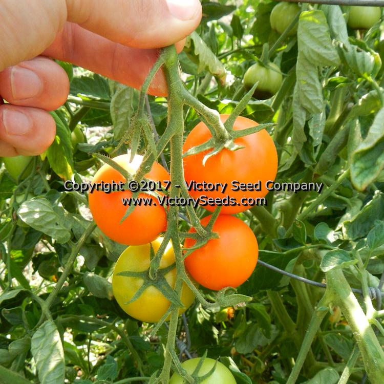 'Jaune Flamm&#233;e' tomatoes.
