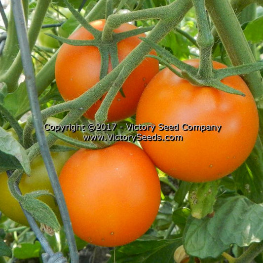 'Jaune Flamm&#233;e' tomatoes.