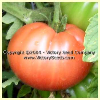 'Jimmy Joe' tomato.