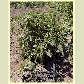 'Jimmy Joe' tomato plant.