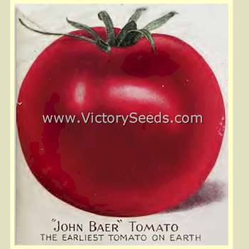 'John Baer' tomatoes on the cover of the 1914 J. Bolgiano seed catalog.