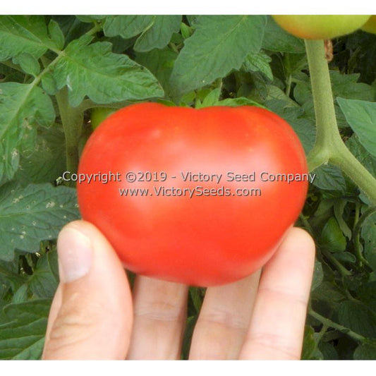 'Kanora' tomato.