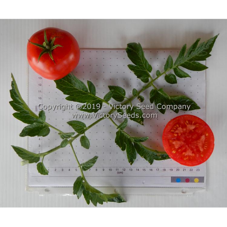 'Kanora' tomatoes.
