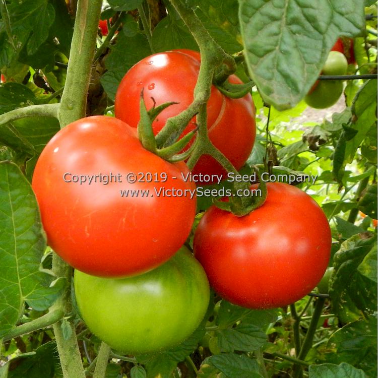 'Kanora' tomatoes.