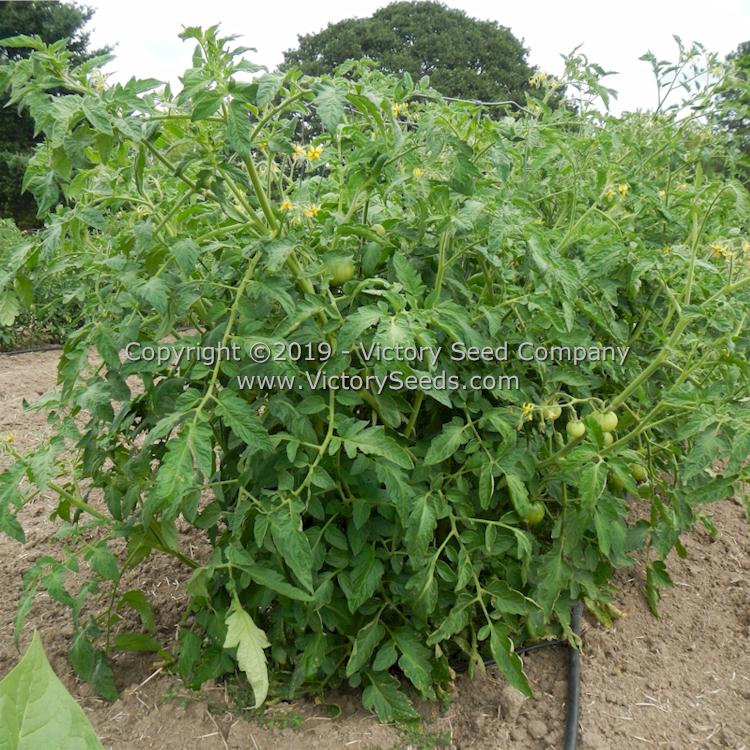 A 'Kanora' tomato plant.