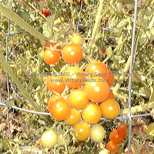 'Katinka Cherry' tomatoes.