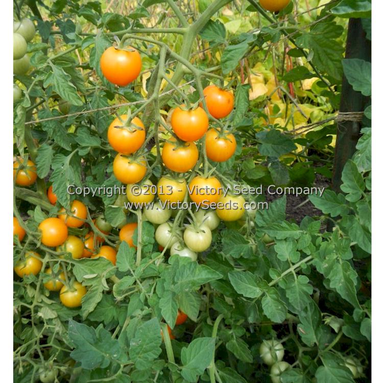 'Katinka Cherry' tomatoes.