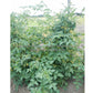 'Katinka Cherry' tomato plant.