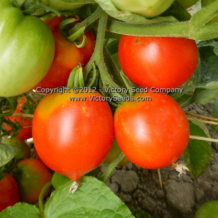 'Kimberly' tomatoes.
