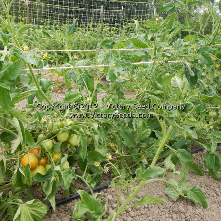 'Kimberly' tomato plants.