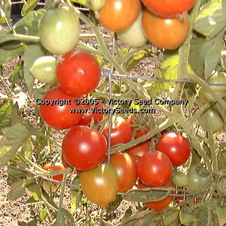 'Kimberly' tomatoes.