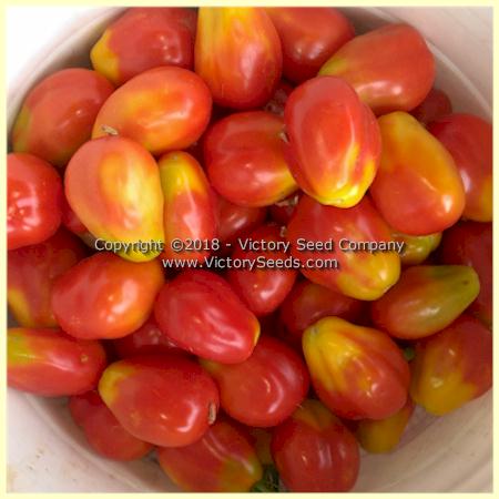 King Humbert (Roi Umberto) Tomato - Victory Seeds® – Victory Seed Company