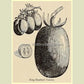 A woodcut of 'King Humbert' (aka 'Roi Umberto') tomatoes from Vilmorin-Andrieux.