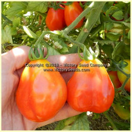 King Humbert (Roi Umberto) Tomato - Victory Seeds® – Victory Seed Company