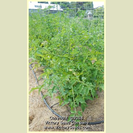 'King Humbert' (aka 'Roi Umberto') tomato plants.