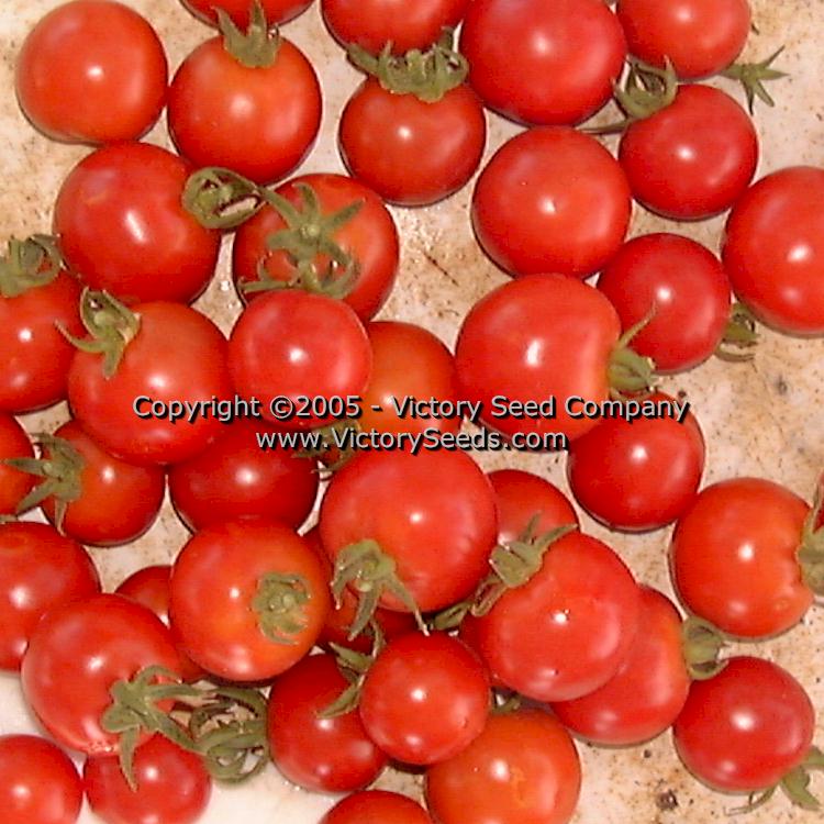 'Large German Cherry' tomatoes.