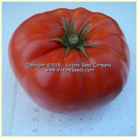 'Large Lucky Red' tomato.