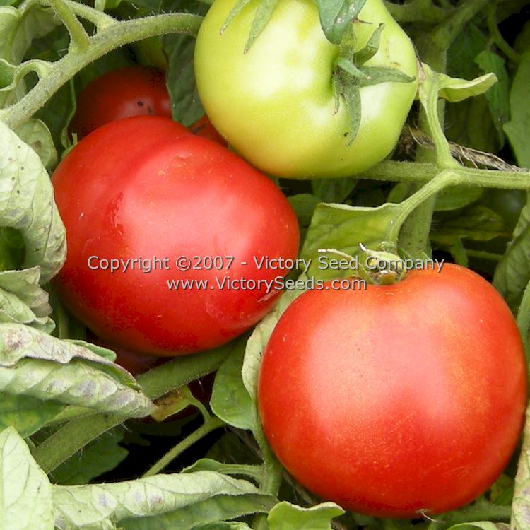 'Legend' tomatoes.