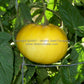 'Lillian's Yellow Heirloom' tomato fruit.