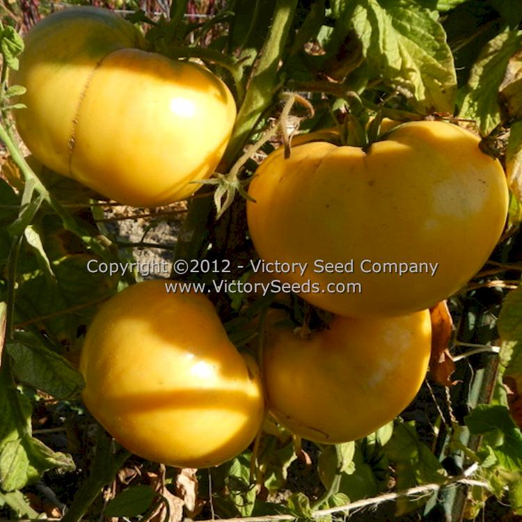'Lillian's Yellow Heirloom' tomato fruits.