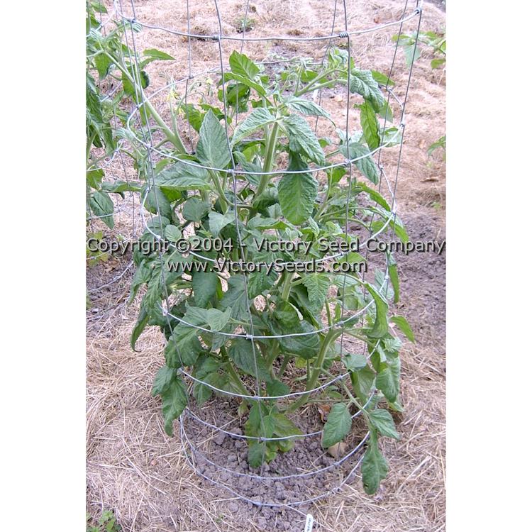 'Lillian's Yellow Heirloom' tomato plant.