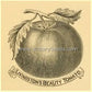 A woodcut of Livingston's 'Beauty' tomato from 1893.