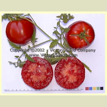 Livingston's 'Beauty' tomatoes.