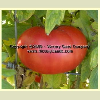 Livingston's 'Beauty' tomato.