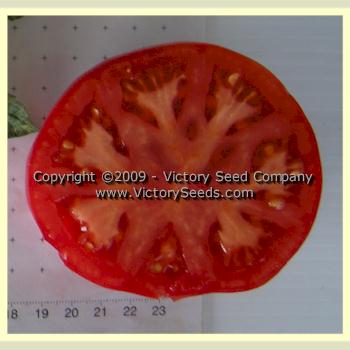 Livingston's 'Beauty' tomato slice.