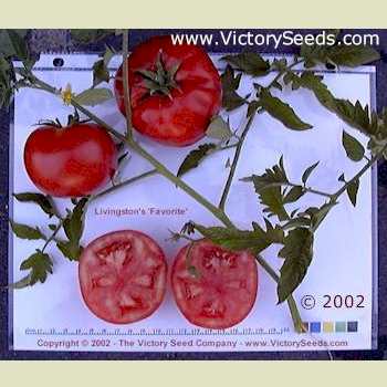 'Livingston's Favorite' tomatoes.