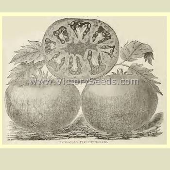 Livingston's Favorite tomato print from the 1891 catalog.