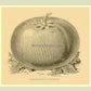 Livingston's Favorite tomato print from "Livingston and the Tomato," 1893.