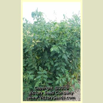 Livingston's 'Golden Queen' tomato plant.