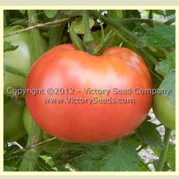Livingston's 'Gulf State Market' tomato.