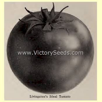 Livingston's 'Ideal' tomato from its 1930 catalog introduction.